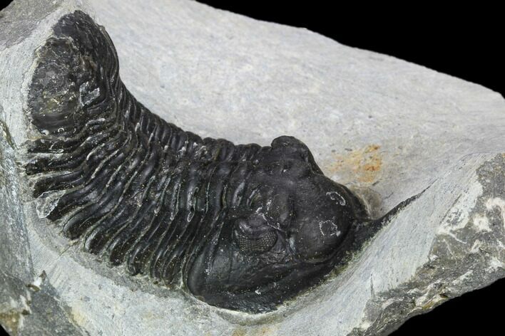 Bargain, Morocconites Trilobite Fossil - Morocco #127474
